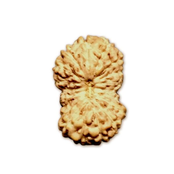 19 Mukhi Indonesian Rudraksha (16mm+ with X-Ray) – Divine Grace of Lord Vishnu for Wealth, Fulfillment & Spiritual Success
