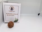 5 Mukhi Nepal Rudraksha Premium Quality - Shivaratri Special- 6 piece - Image 16
