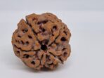 🕉️ 5 Mukhi Nepal Rudraksha – Sacred Bead of Lord Kalagni Rudra for Peace, Health & Protection - Image 6