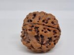 5 Mukhi Nepal Rudraksha Premium Quality - Shivaratri Special- 6 piece - Image 7