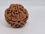 5 Mukhi Nepal Rudraksha Premium Quality - Shivaratri Special- 6 piece - Image 6