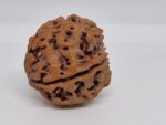 5 Mukhi Nepal Rudraksha Premium Quality - Shivaratri Special- 6 piece - Image 5