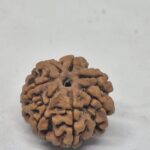 7 mukhi Rudraksha - Nepal -Full seeds -19.9mm