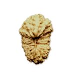 20 Mukhi Indonesian Rudraksha (16mm+ with X-Ray) – Divine Energy of Lord Brahma for Knowledge, Creativity & Enlightenment