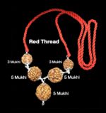Rudraksha Combination for Health Power 3,3,5,5,5 Mukhi Nepal in Silver Pendant