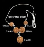 Rudraksha Combination for Health Power 3,3,5,5,5 Mukhi Nepal in Silver Chain