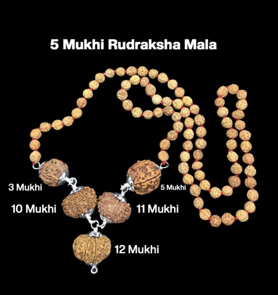 Rudraksha Combination for Navagraha Shanti 3,5,10,11,12 Mukhi Nepal in Rudraksha Mala