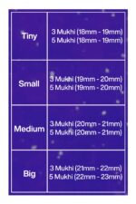 Rudraksha Combination for Health Power 3,3,5,5,5 Mukhi Nepal in Silver Mala - Image 2