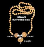 Rudraksha Combination for Career 3,7,12 Mukhi Nepal in Rudraksha Mala