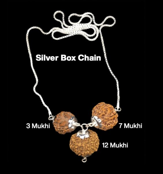 Rudraksha Combination for Career 3,7,12 Mukhi Nepal in Silver Chain