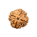 4 Mukhi Nepal Rudraksha – Blessings of Lord Brahma for Knowledge, Creativity & Wisdom