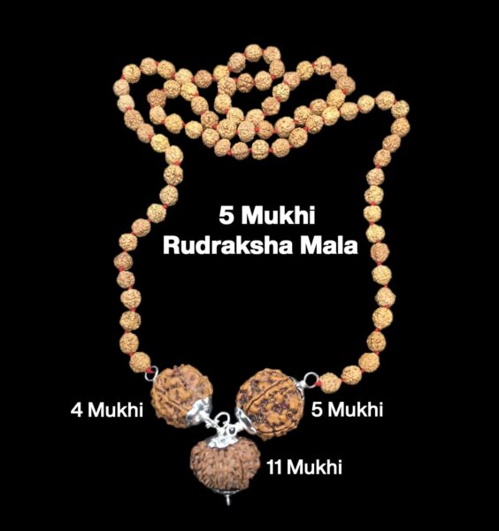 Rudraksha Combination for Wisdom 4,5,11 Mukhi Nepal in Rudraksha Mala