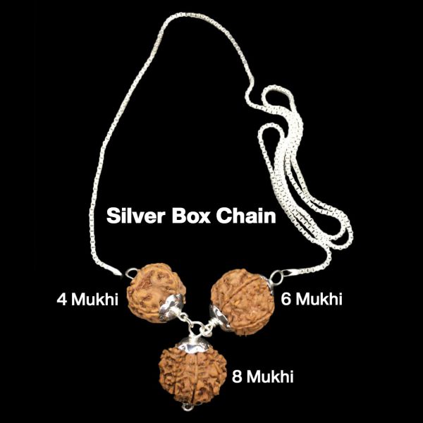 Rudraksha Combination for Creativity 4,6,8 Mukhi Nepal in Silver Chain