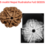🕉️ 5 Mukhi Nepal Rudraksha – Sacred Bead of Lord Kalagni Rudra for Peace, Health & Protection - Image 5