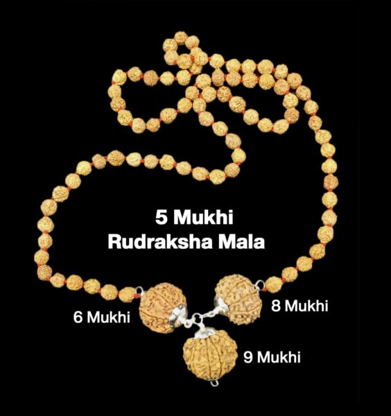 Rudraksha Combination for Females in Business 6,8,9 Mukhi Nepal in Rudraksha Mala