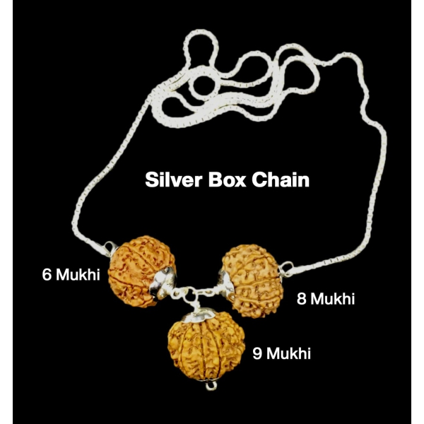 For Females in Business – 6, 8 & 9 Mukhi Rudraksha Combination (Nepal + Indonesian, Premium Thread Set)