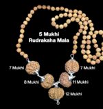Rudraksha Combination for Business Power (Executives & Businessmen) 7,7,8,11,12 Mukhi Nepal in Rudraksha Mala