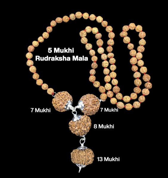 Rudraksha Combination for Business Power (Marketing & Trading) 7,7,8,13 Mukhi Nepal in Rudraksha Mala