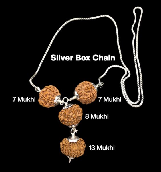 Rudraksha Combination for Business Power (Marketing & Trading) 7,7,8,13 Mukhi Nepal in Silver Chain