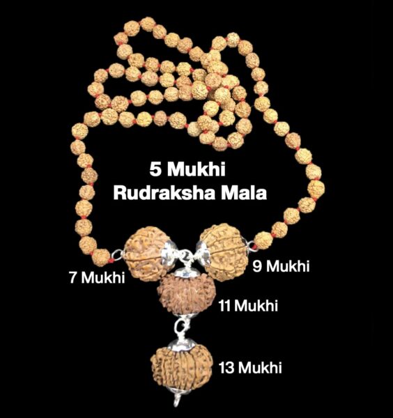 Rudraksha Combination for Wealth 7,9,11,13 Mukhi Nepal in Rudraksha Mala