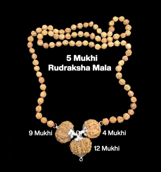 Rudraksha Combination for Doctors 4,9,12 Mukhi Nepal in Rudraksha Mala