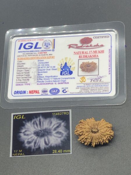 17 Mukhi Nepal Rudraksha Seventeen Face 28.40mm 3.13 Gms