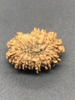 17 Mukhi Nepal Rudraksha Seventeen Face 28.40mm 3.13 Gms - Image 3