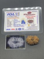 17 Mukhi Nepal Rudraksha Seventeen Face 29.77mm 4.28 Gms