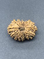 17 Mukhi Nepal Rudraksha Seventeen Face 29.77mm 4.28 Gms - Image 2