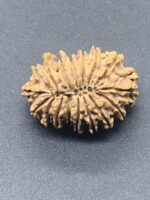 17 Mukhi Nepal Rudraksha Seventeen Face 29.77mm 4.28 Gms - Image 3