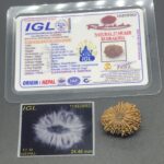 17 Mukhi Nepal Rudraksha Seventeen Face 24.46mm 3.22Gms