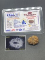 17 Mukhi Nepal Rudraksha Seventeen Face 24.46mm 3.22Gms