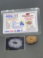 17 Mukhi Nepal Rudraksha Seventeen Face 25.52mm 3.11Gms