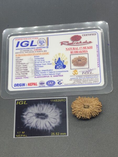 17 Mukhi Nepal Rudraksha Seventeen Face 25.52mm 3.11Gms