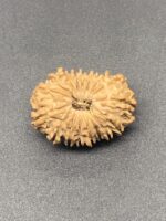 17 Mukhi Nepal Rudraksha Seventeen Face 25.52mm 3.11Gms - Image 2