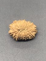 17 Mukhi Nepal Rudraksha Seventeen Face 25.52mm 3.11Gms - Image 3