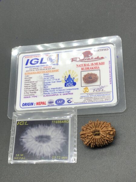 18 Mukhi Nepal Rudraksha Eighteen Face 27.72mm 4.24 GMS