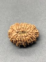 18 Mukhi Nepal Rudraksha Eighteen Face 27.72mm 4.24 GMS - Image 3