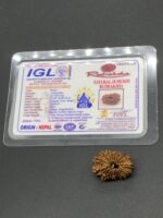 18 Mukhi Nepal Rudraksha Eighteen Face 25.45mm 2.75 GMS