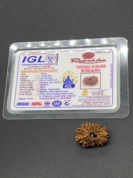 18 Mukhi Nepal Rudraksha Eighteen Face 25.45mm 2.75 GMS