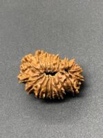 18 Mukhi Nepal Rudraksha Eighteen Face 25.45mm 2.75 GMS - Image 3