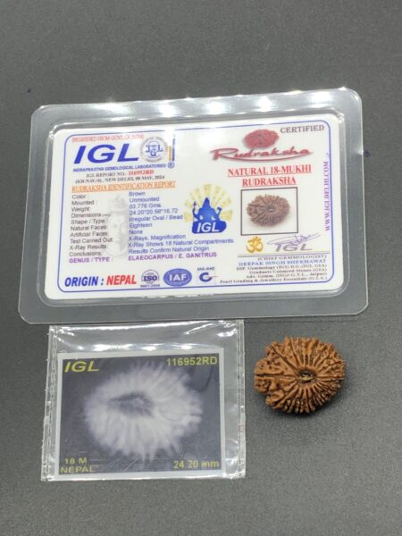 18 Mukhi Nepal Rudraksha Eighteen Face 24.20mm 3.77 GMS