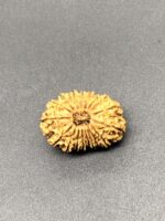 18 Mukhi Nepal Rudraksha Eighteen Face 25.16mm 2.45 GM - Image 2