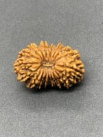 18 Mukhi Nepal Rudraksha Eighteen Face 26.37mm 3.02 GMS - Image 3