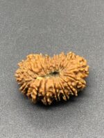 18 Mukhi Nepal Rudraksha Eighteen Face 26.37mm 3.02 GMS - Image 2