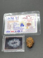 18 Mukhi Nepal Rudraksha Eighteen Face 25.15mm 2.77 GMS