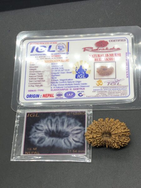 18 Mukhi Nepal Rudraksha Eighteen Face 31.54mm 4.63 GMS