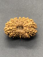 18 Mukhi Nepal Rudraksha Eighteen Face 31.54mm 4.63 GMS - Image 2