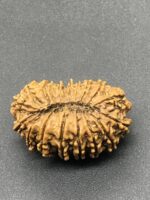 18 Mukhi Nepal Rudraksha Eighteen Face 31.54mm 4.63 GMS - Image 3