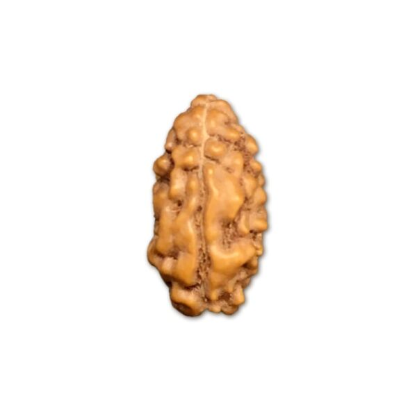 2 Mukhi Indonesian Rudraksha